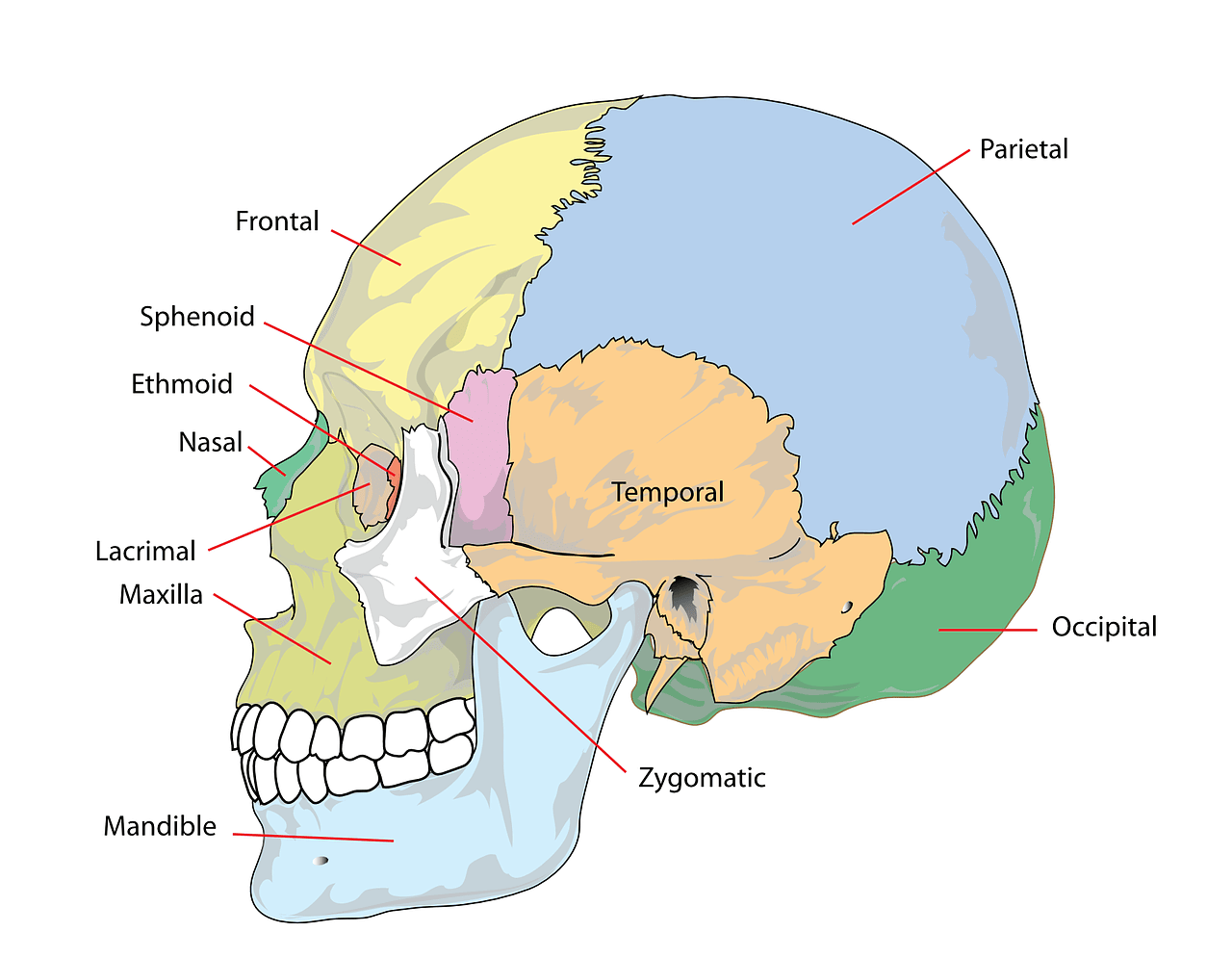 What happens to the jaw bone when we age?