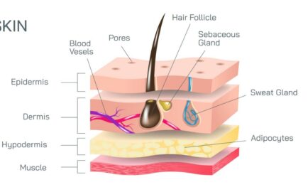 Layers of the skin wrinkle treatments in Sydney