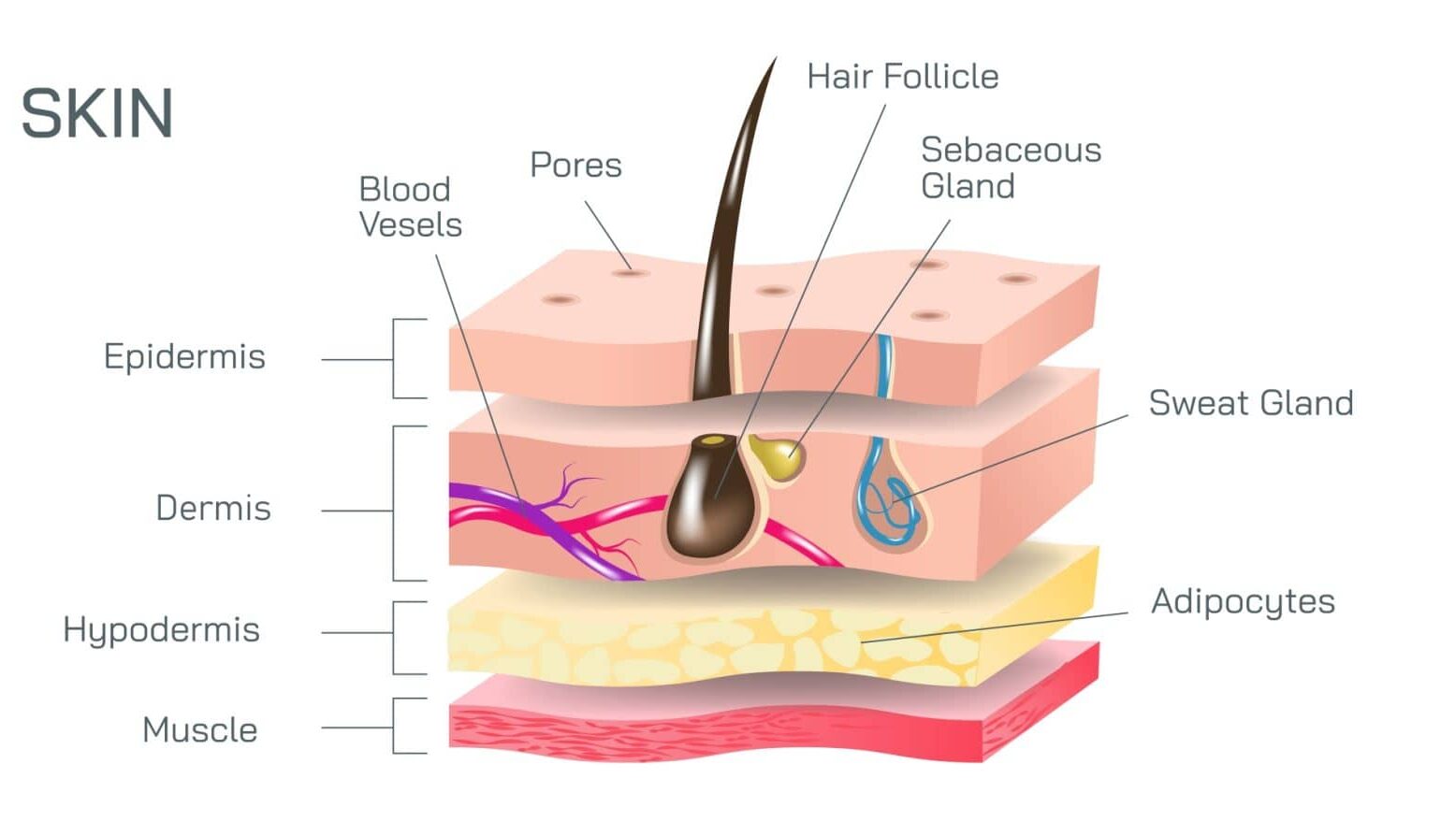 Why Facial Ageing Is Not Just About Wrinkles
