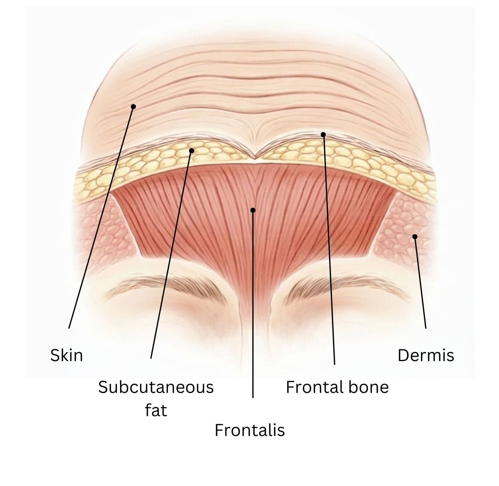 Anatomy diagram of the forehead and frontalis muscle