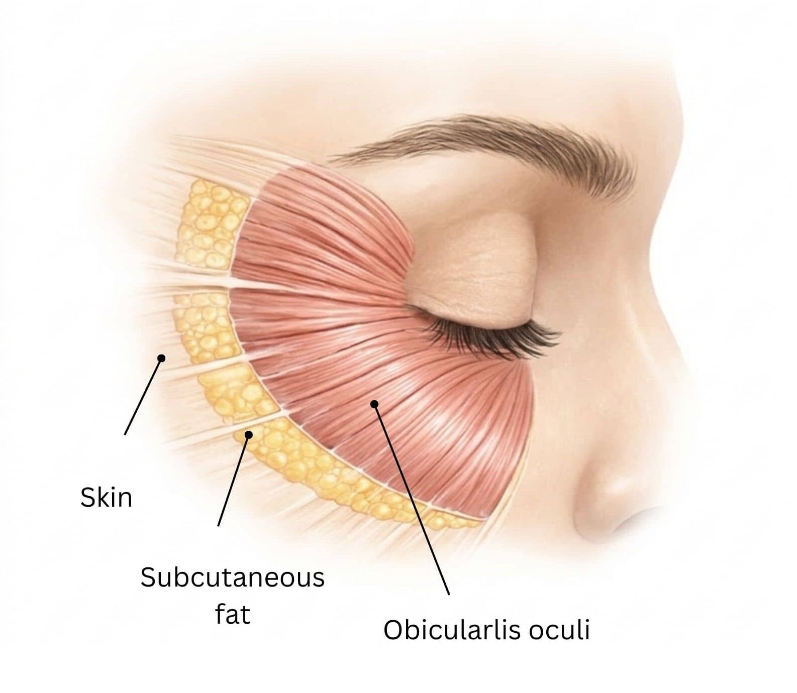 Anatomy diagram showing the obicularis ocli muscle responsible for lines at the outer corners of the eyes.